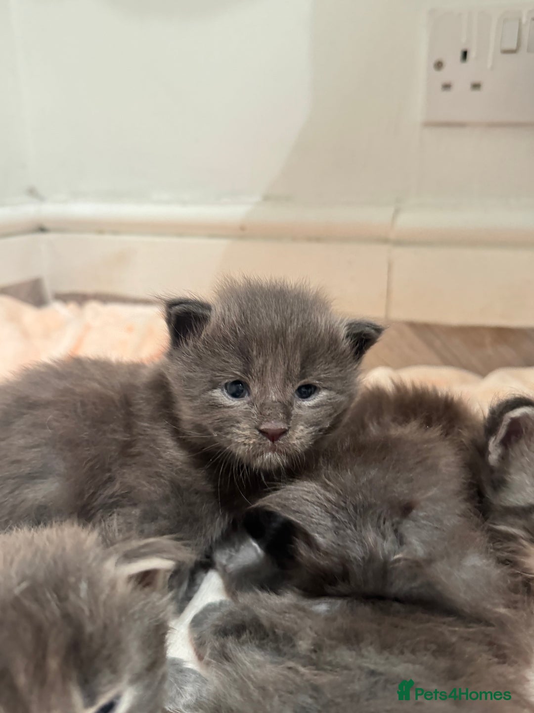 Maine Coon cats for sale: Maine Coon TICA registered✨ - Advert 5