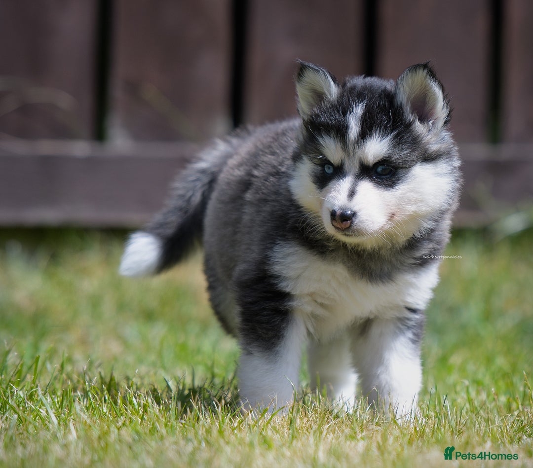 Pomsky dogs for sale: F3 Pomsky female Evie - Advert 10
