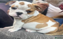 English Bulldog dogs for sale: English bulldogs  - Image 16