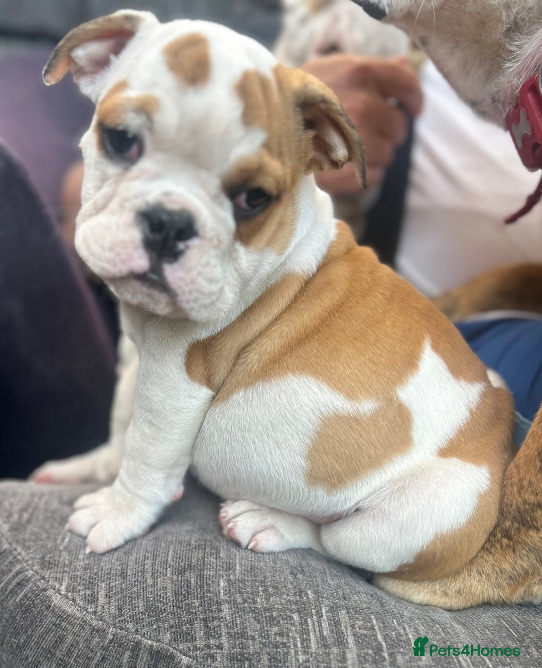 English Bulldog dogs for sale: English bulldogs  - Image 16