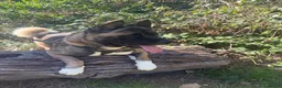 Akita dogs for sale: 🐾 2-Year-Old American Akita – Forever Home Needed - Advert 2
