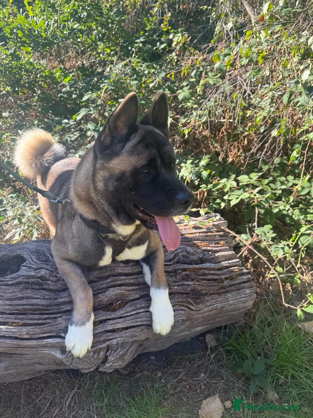 Akita dogs for sale: 🐾 2-Year-Old American Akita – Forever Home Needed - Advert 2