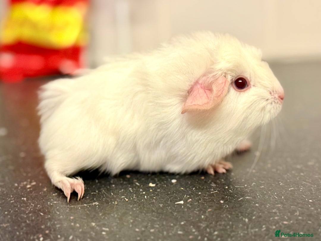 Guinea Pig rodents for sale: Baby guinea piggies  - Advert 6