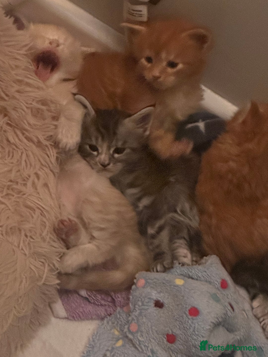 Maine Coon cats for sale: A litter of 7 Beautiful Maine coon kittens - Advert 19