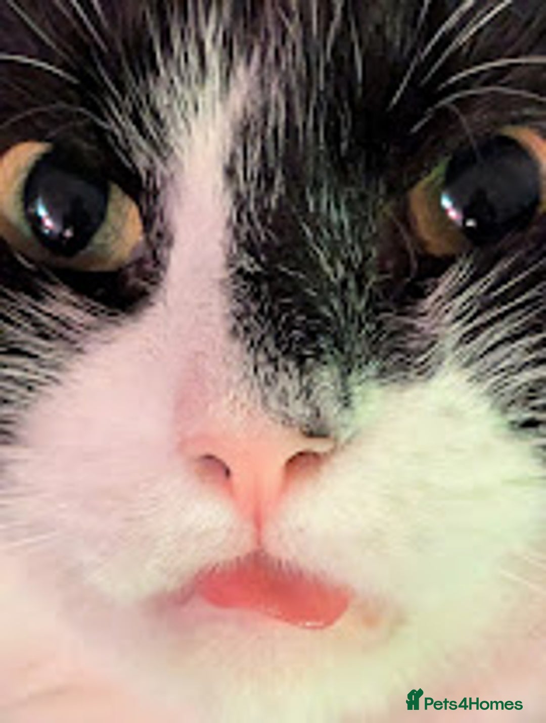 Maine Coon cats for sale: [OREO] LOVING SOFT CARING MAIN COON / RAG DOLL  - Image 4