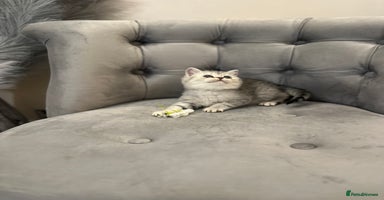 British Shorthair cats - Advert 12