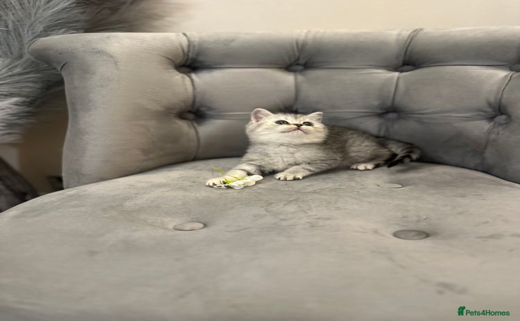 British Shorthair cats - Advert 7