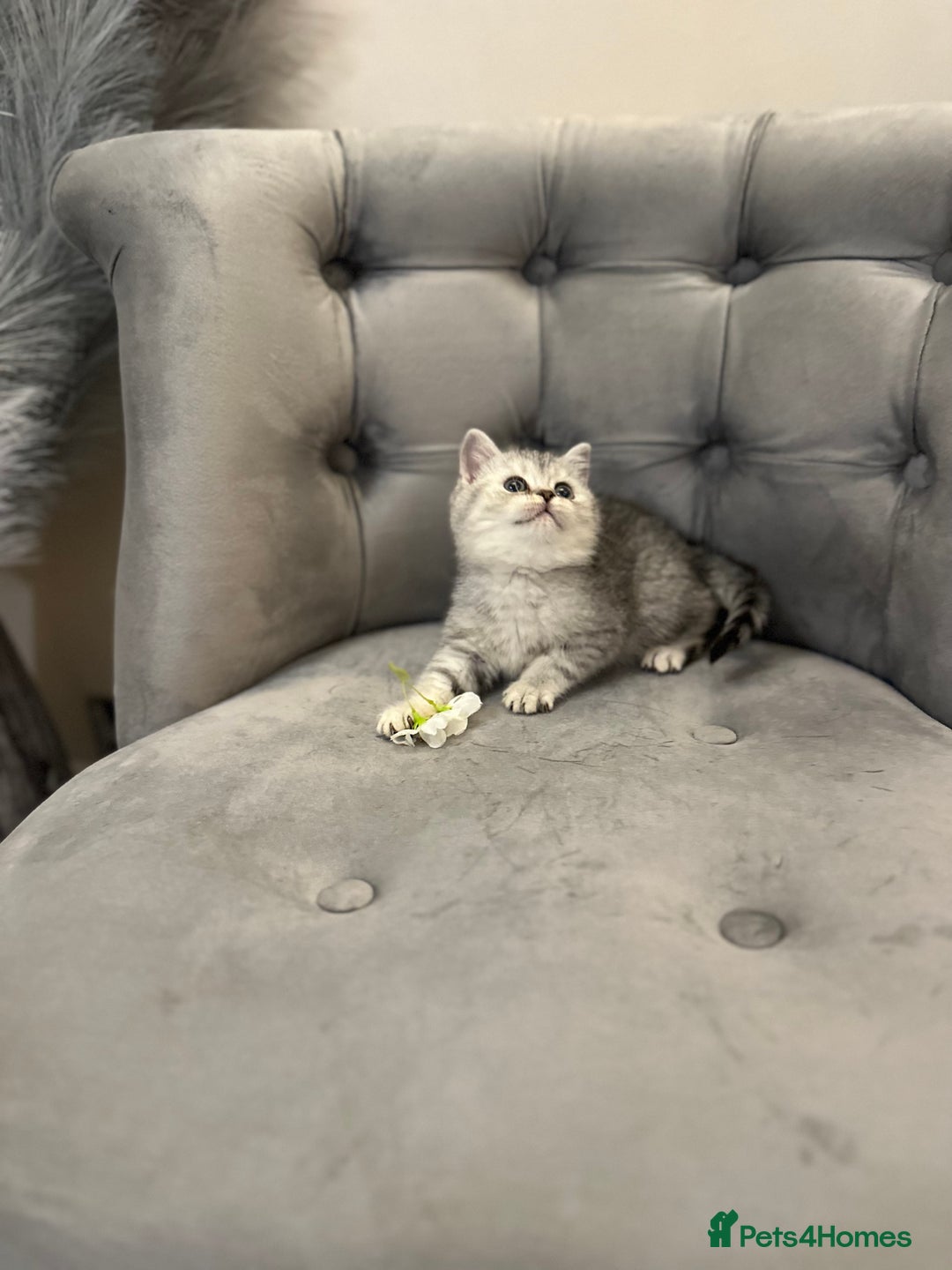 British Shorthair cats for sale: Silver Spotted Full Pedigree Registered BSH - Image 2