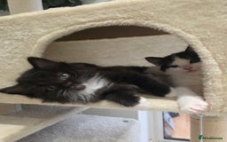 Ragdoll cats for sale: Ragdol mix 4 girls 1 boy - Image 4