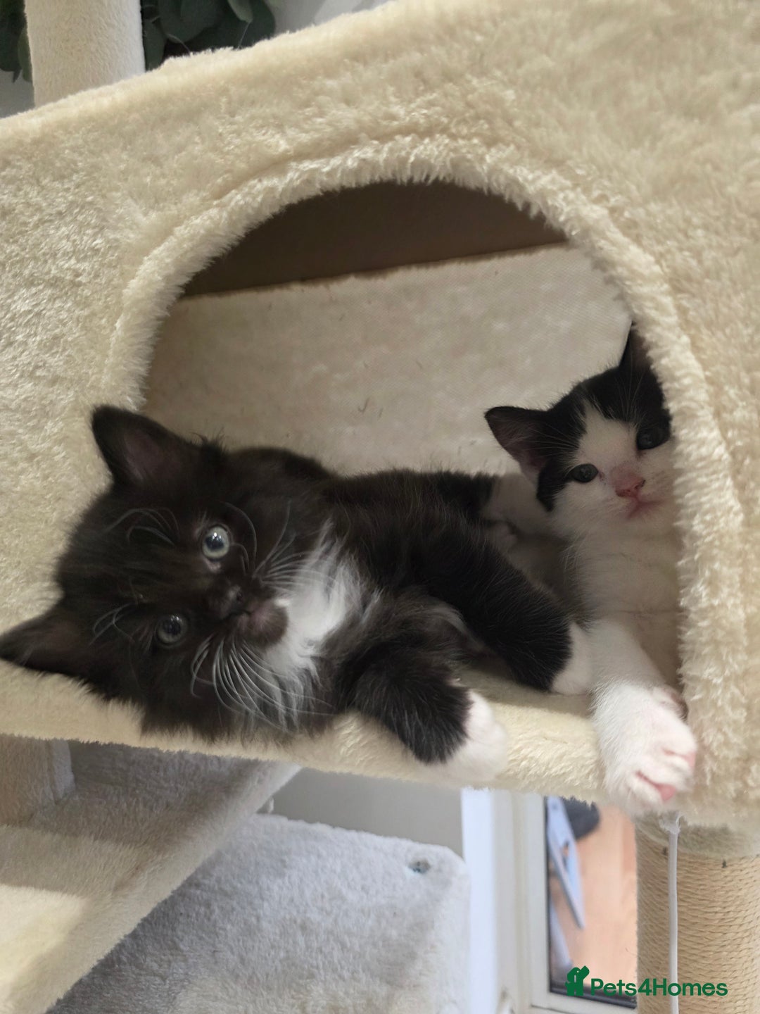 Ragdoll cats for sale: Ragdol mix 4 girls 1 boy - Image 4