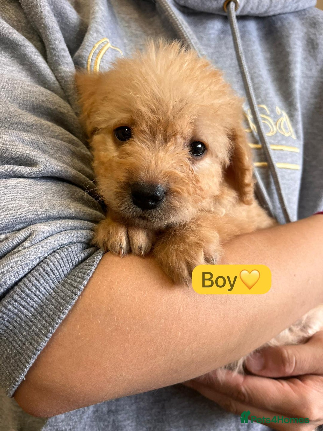 Labradoodle dogs for sale: Gorgeous labradoodle puppies  - Image 4