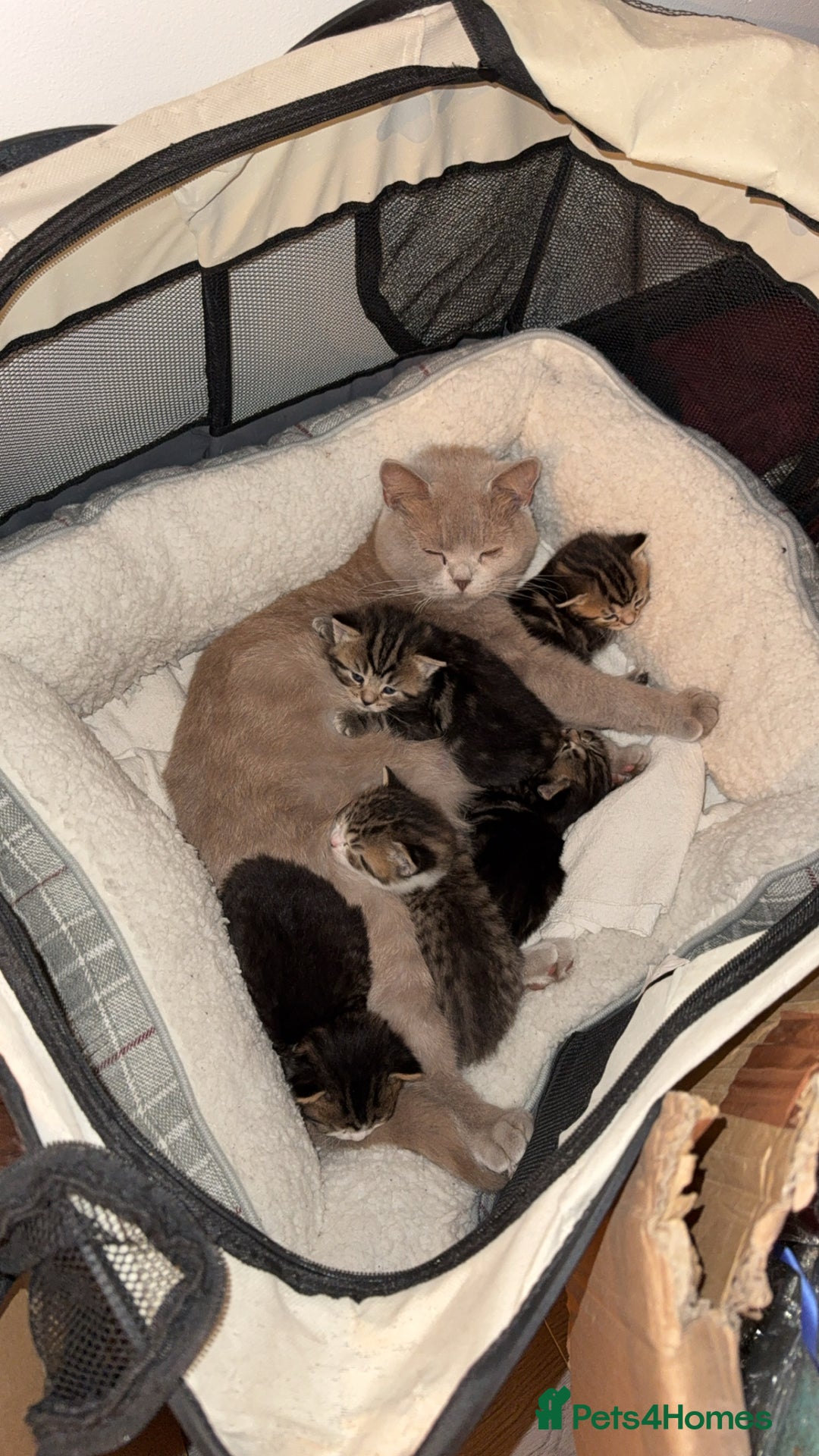 British Shorthair cats for sale: British short Hair  - Advert 12