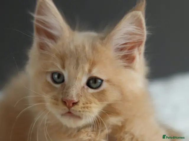 Maine Coon cats for sale: Pedigree Maine Coon Kittens/ TICA - Advert 1