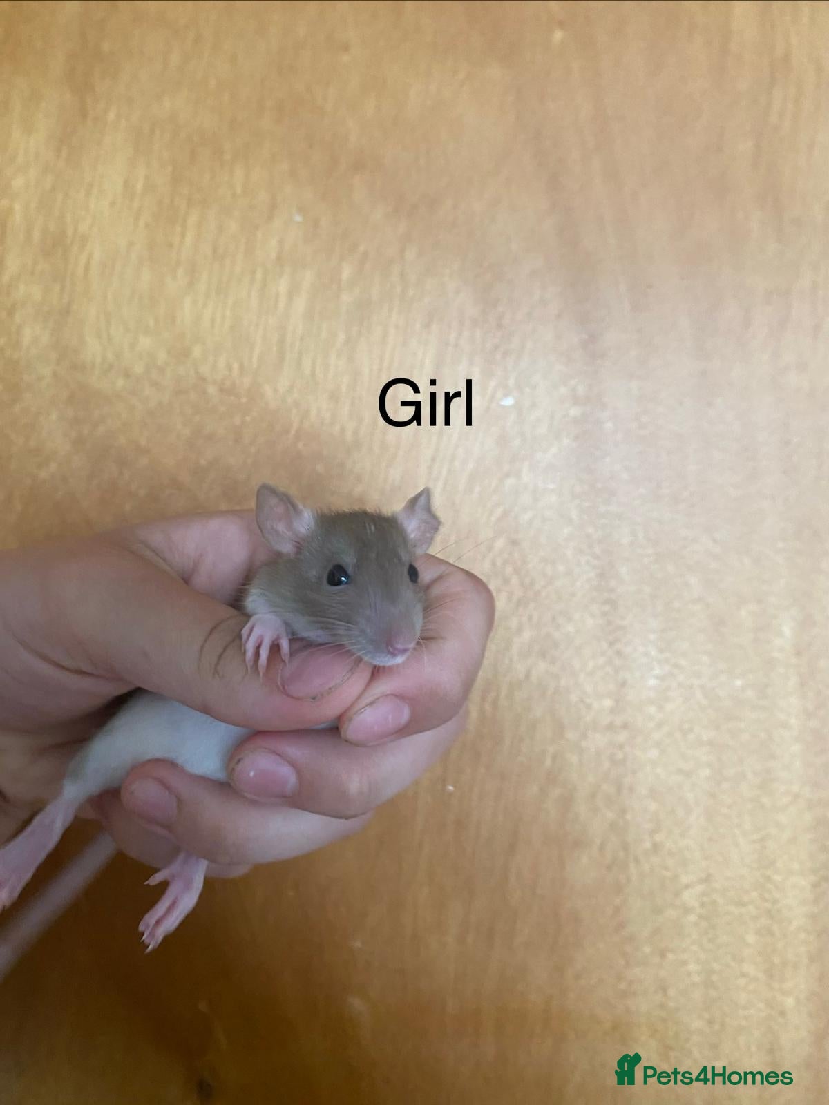 Rat rodents for sale: Mixed sexed baby rats in Chelmsford - Advert 31