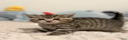 British Shorthair cats for sale: Beautiful British-shorthair kittens - Advert 13