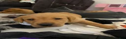 Labrador Retriever dogs for sale: Fox Red Labrador  - Advert 8