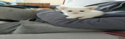 European cats for sale: Adorable Kittens  - Advert 3