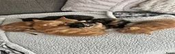 British Shorthair cats for sale: 4 beautiful kittens for sale  - Advert 3