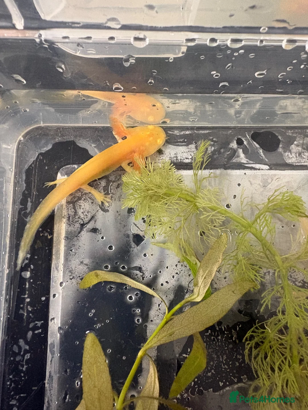 Axolotl reptiles for sale: Baby axolotls  - Advert 10