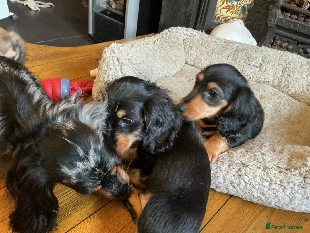 Miniature Dachshund dogs for sale: KC reg mini longhaired dachshund pups 1 girl2xboys - Advert 14