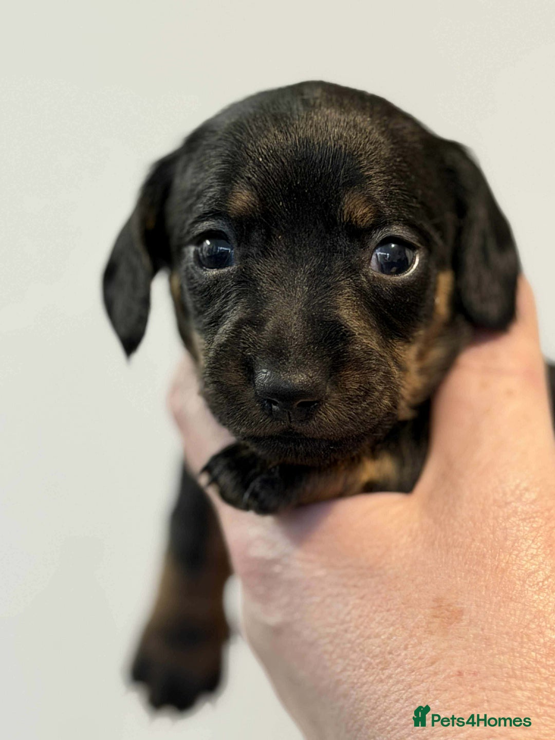 Dachshund dogs for sale: Miniature Dachshunds puppies - Advert 9