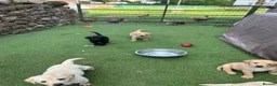 Labrador Retriever dogs for sale: KC Labrador pups, champagne, yellow & black  - Advert 17