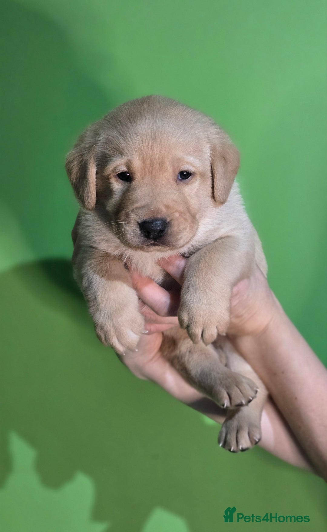 Labrador Retriever dogs for sale: Labrador puppies - Advert 11