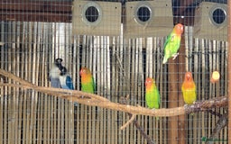 Lovebirds birds for sale: Fischers Lovebirds  - Image 2