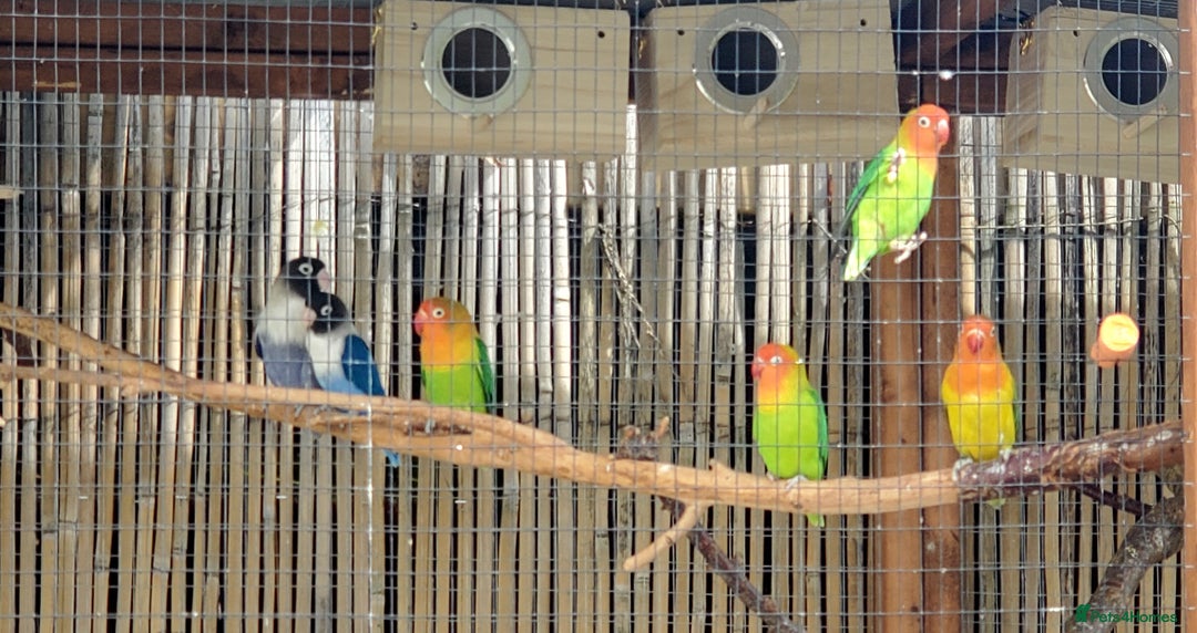 Lovebirds birds for sale: Fischers Lovebirds  - Image 2