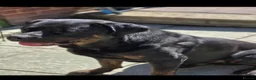 Mixed Breed dogs for sale: Rotweiller Cross ( 5 years old )  in Dagenham - Advert 5
