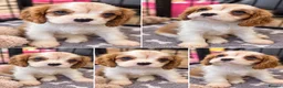 Cavalier King Charles Spaniel dogs for sale: Last beautiful boy left! Reduced - Advert 10