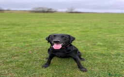 Labrador Retriever dogs for sale: Labrador Retriever – KC Registered - Image 4