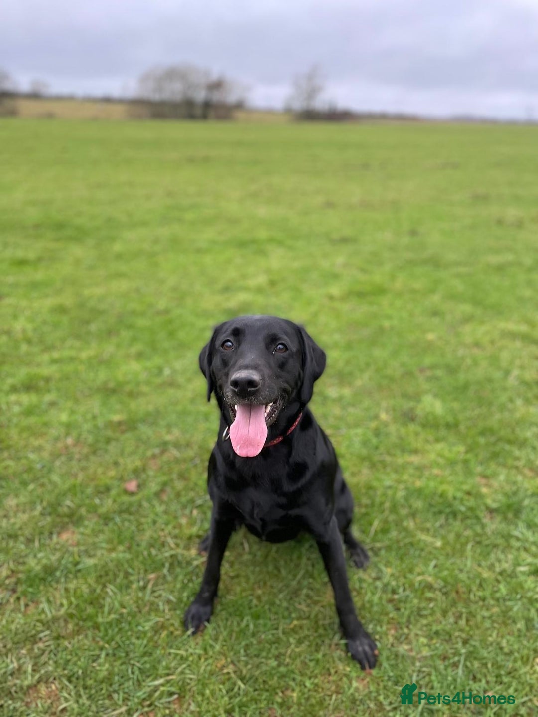 Labrador Retriever dogs for sale: Labrador Retriever – KC Registered - Image 4