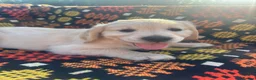 Golden Retriever dogs for sale: Gorgeous Golden Retriever Puppies  - Advert 3