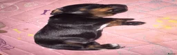Miniature Dachshund dogs for sale: Beautiful Miniature Dachshund Puppies 🐾❤️ - Advert 38