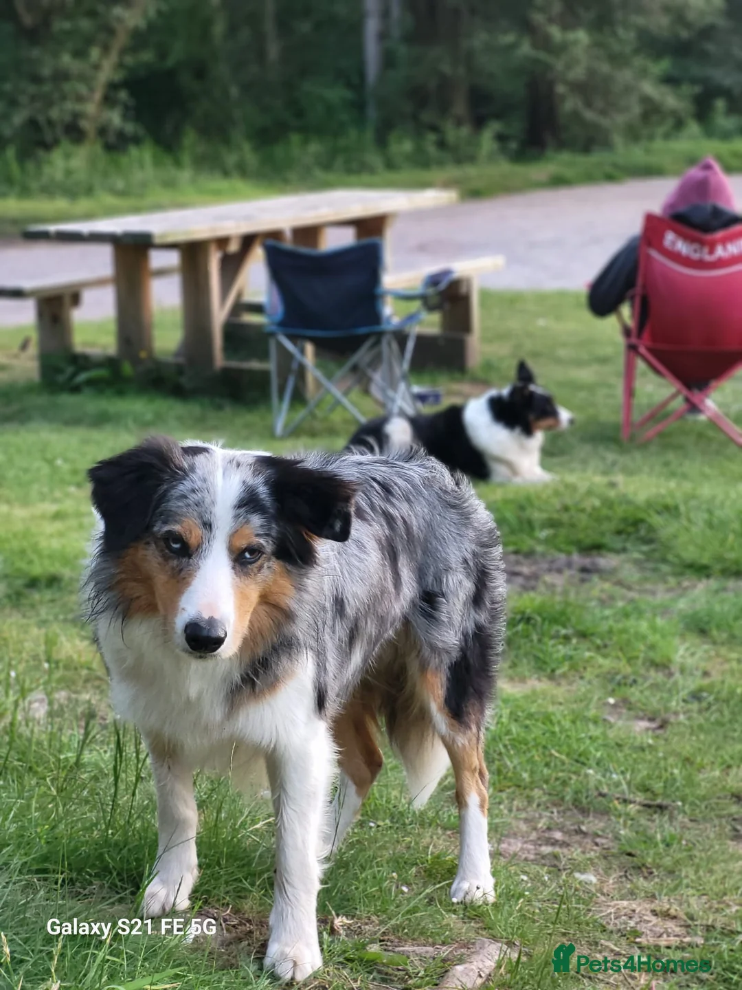Border Collie dogs for sale: Beautiful Border Collies. Parents DNA tested.  - Advert 16