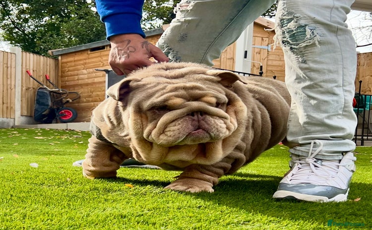 English Bulldog dogs - Advert 1