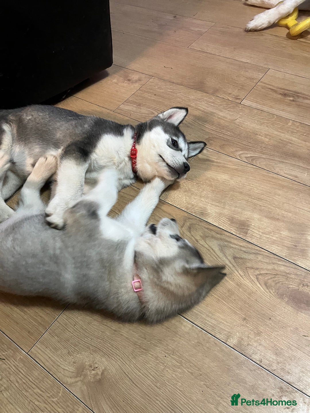 Siberian Husky dogs for sale: Beautiful husky puppies ready for their new homes  - Advert 19