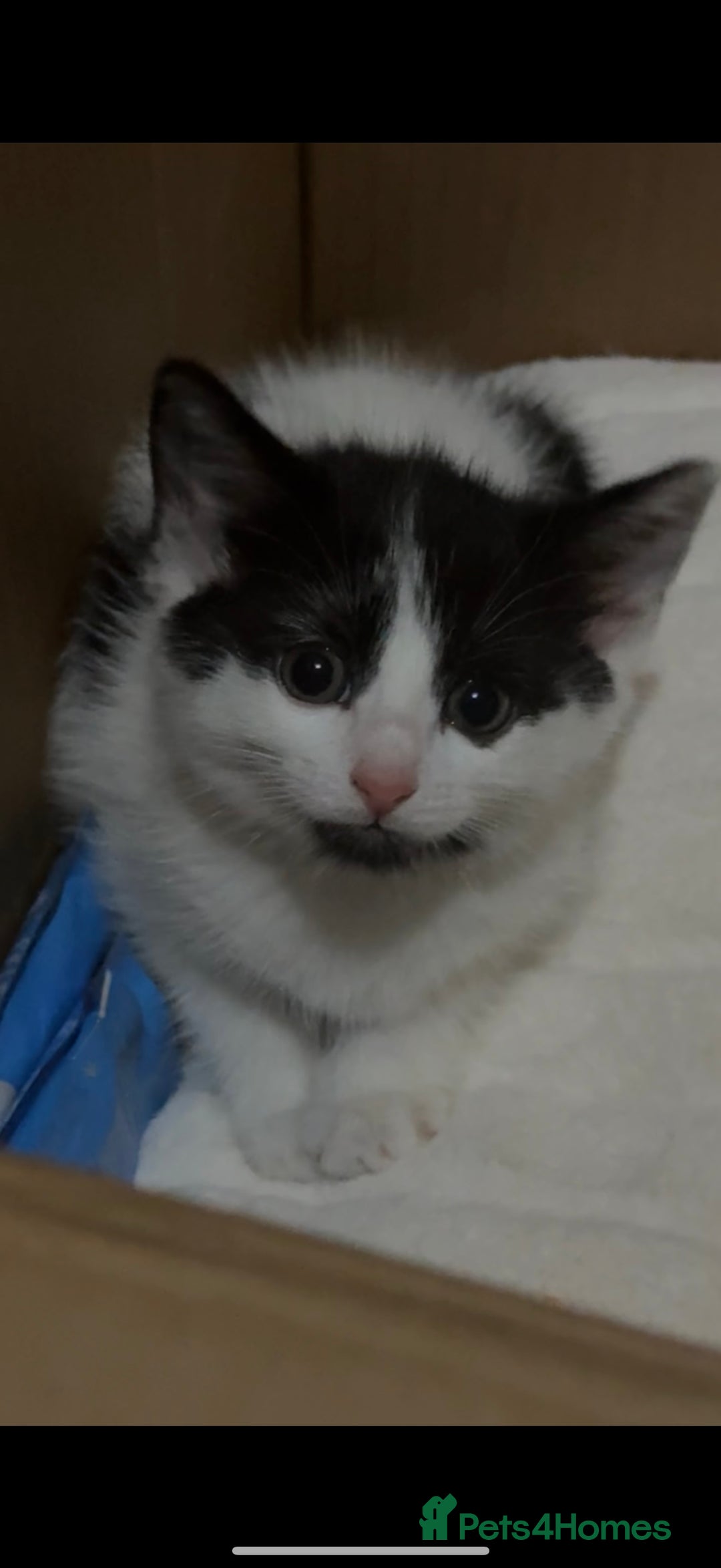 Domestic Shorthair cats for sale: KITTEN FOR SALE - Image 4
