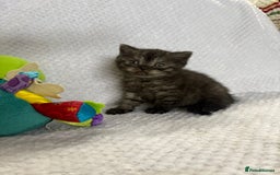 British Shorthair cats for sale: Gorgeous British shorthairs - Image 8