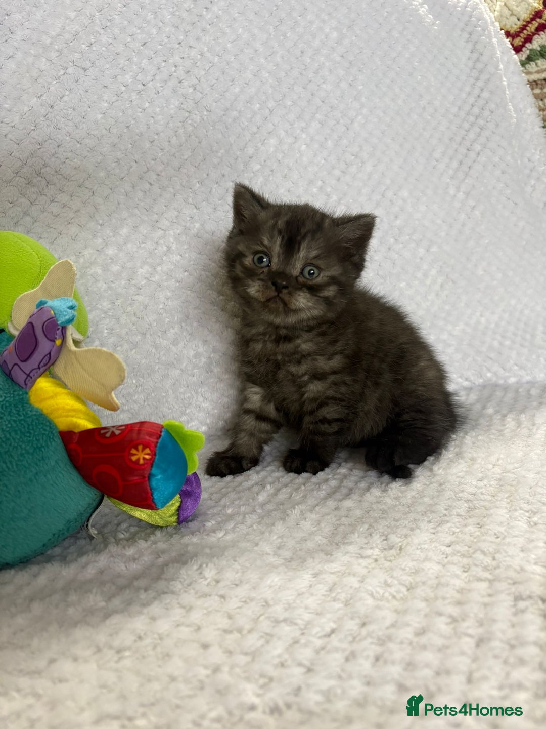 British Shorthair cats for sale: Gorgeous British shorthairs - Image 8