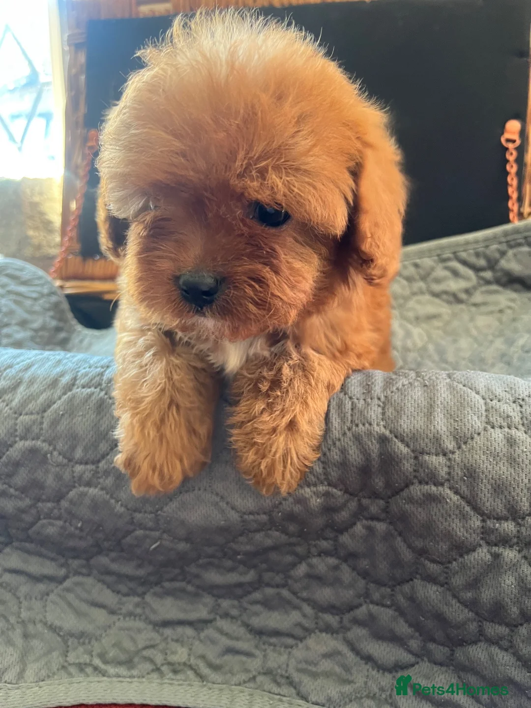 Cavapoo dogs for sale: 🧡💚 first generation cavapoo💚🧡 3 female 1 male  - Advert 2