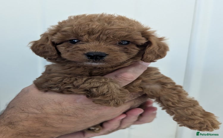 Cavapoo dogs - Advert 3