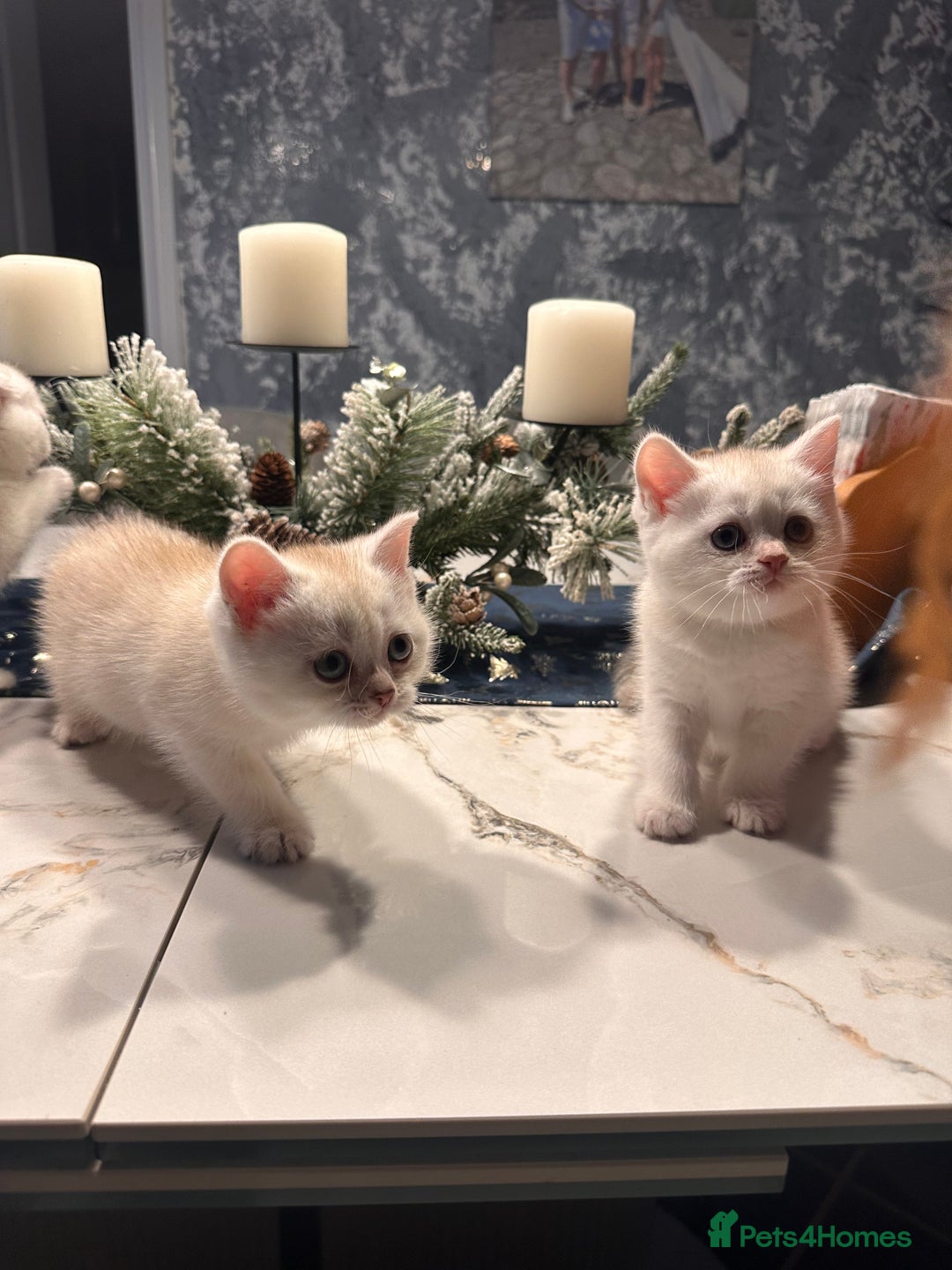 Scottish Fold cats for sale: Adorable Scottish Fold/Straight kittens  - Advert 2