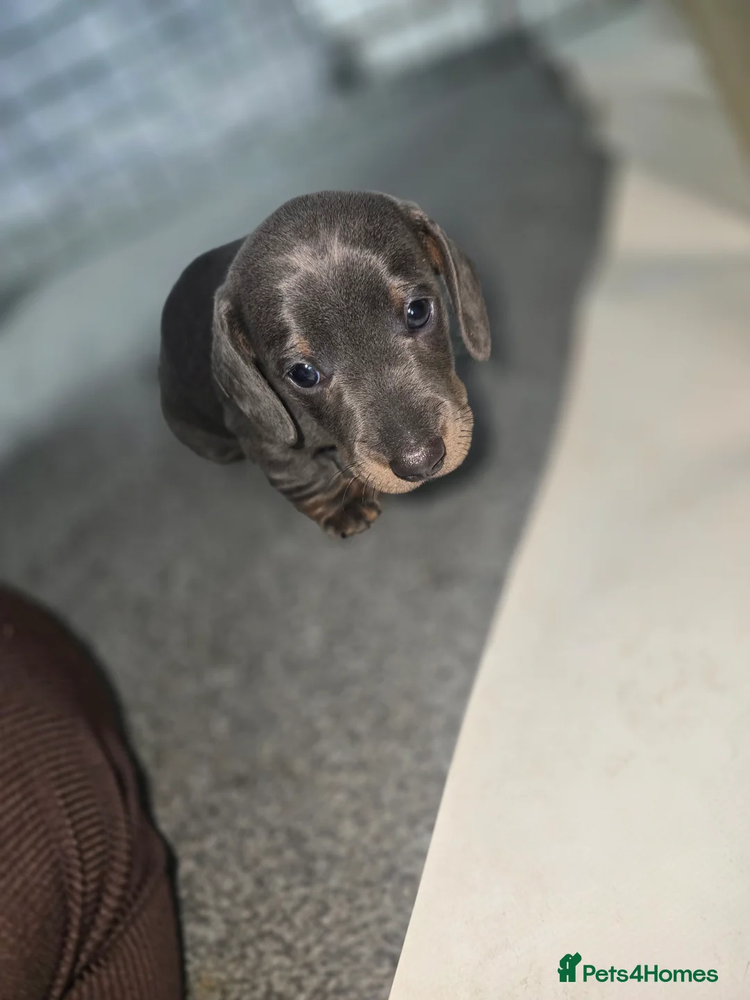 Miniature Dachshund dogs for sale:  Miniature Dachshund boys  - Advert 10