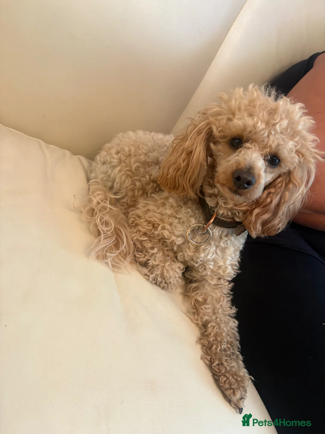 Toy Poodle dogs for sale: Toy poodle puppies  in Hatfield - Advert 12