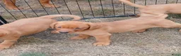 Labrador Retriever dogs for sale: Labrador Puppies Fox Red - Advert 17