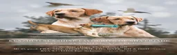 Labrador Retriever dogs for stud: Proven Working Labrador Retriever for Stud in Aberystwyth - Advert 1