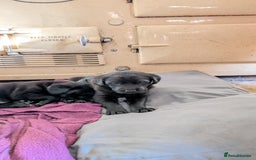 Mixed Breed dogs for sale: Lab x pups - Image 2