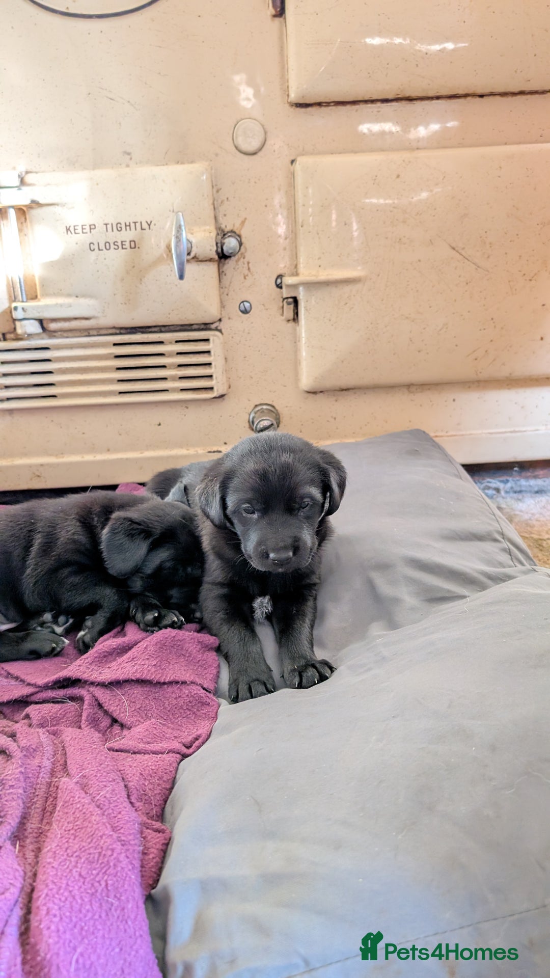 Mixed Breed dogs for sale: Lab x pups - Image 2